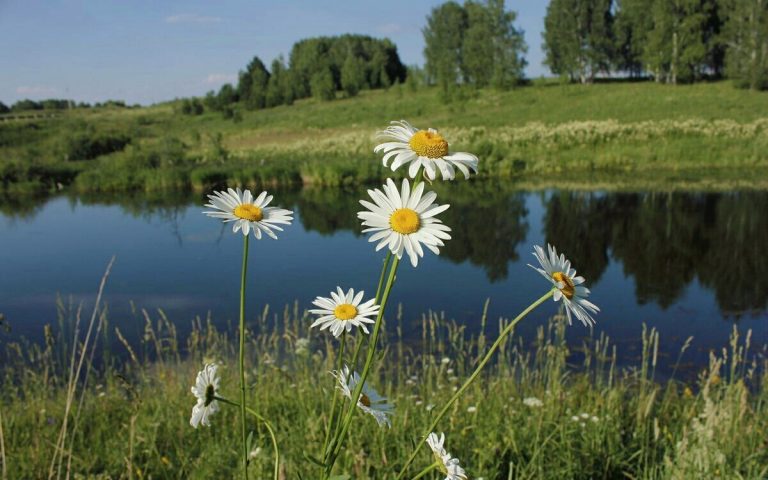 Ромашки на берегу реки