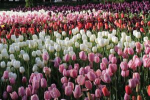 поле тюльпанов
