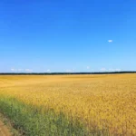 Поле пшениці