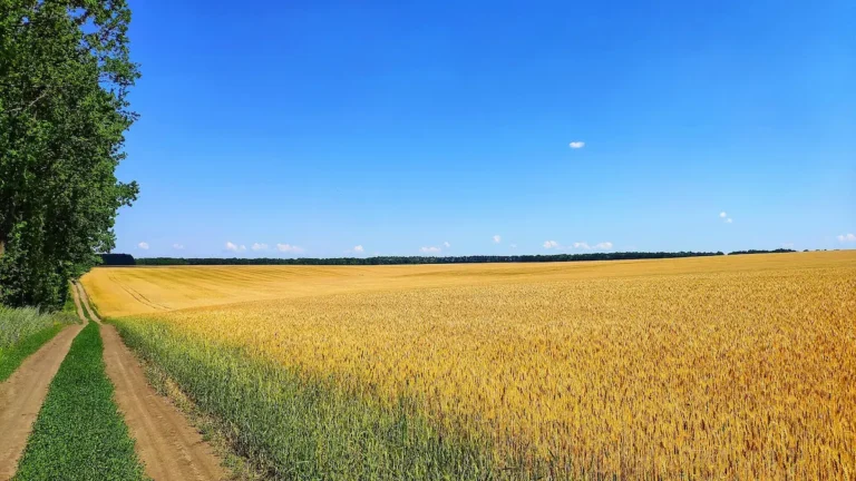 Поле пшениці