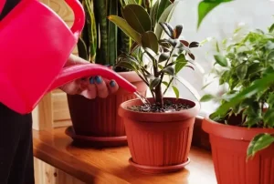 Полив растений