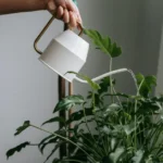 полив цветов