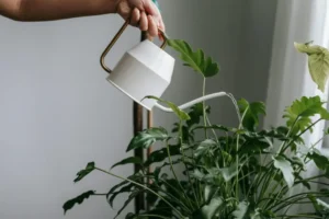 полив квітів