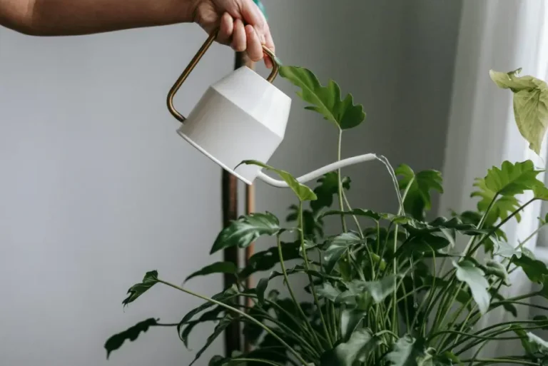 полив цветов