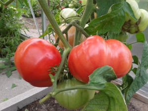 помидоры Медвежья лапа