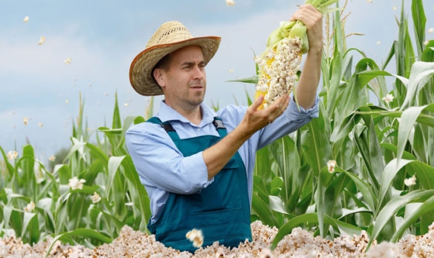 У немецкого фермера на поле «вырос» попкорн