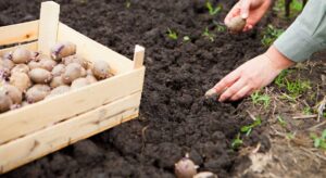 Посадка картофеля