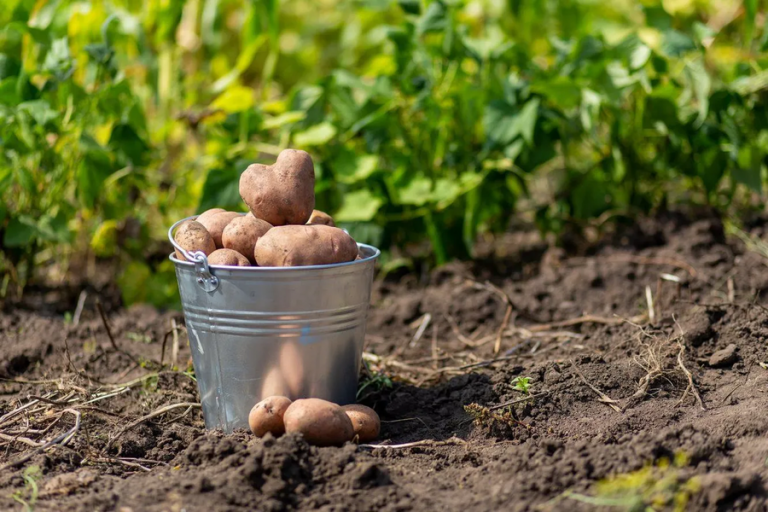 посадка картоплі