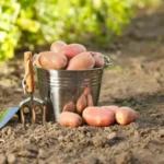 посадка картоплі