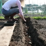 посадка картошки