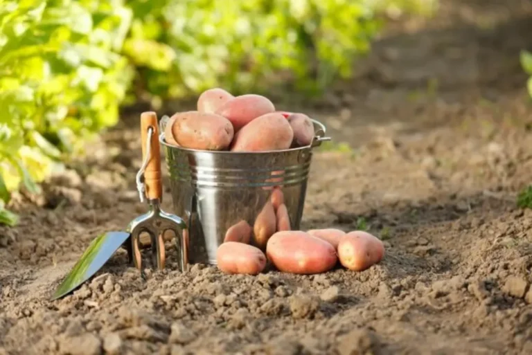 посадка картофеля