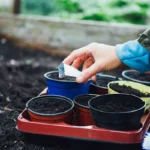 посадка насіння