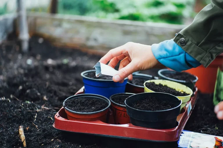 посадка семян