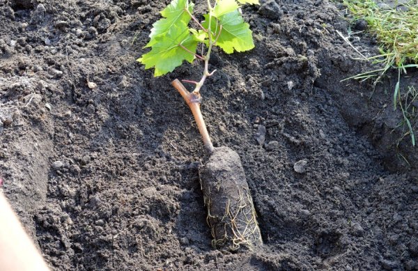 Як правильно посадити саджанець винограду – французький метод