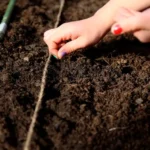 Посев овощей