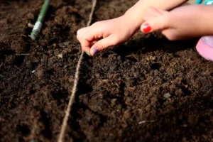 Посев овощей