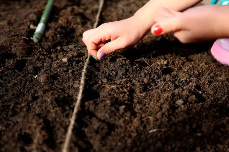 Посев овощей