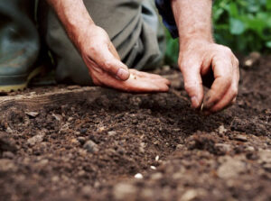 Посев огурцов