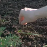 посев укропа
