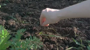 посев укропа