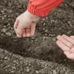 посев моркови