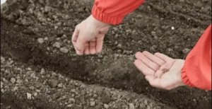 посев моркови