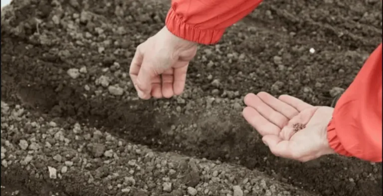 посев моркови