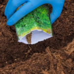 посів петрушки