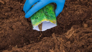 посев петрушки