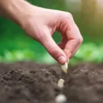 посівний календар