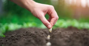 посівний календар