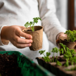 посівний календар на грудень 2025