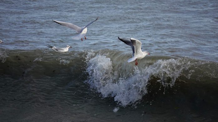 погода, море, чайки