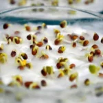 проращивание семян