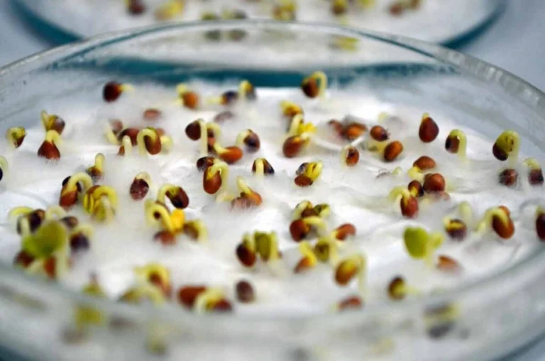 проращивание семян