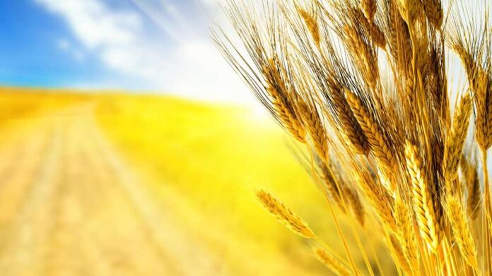 пшеница в Африку