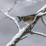 пташка взимку