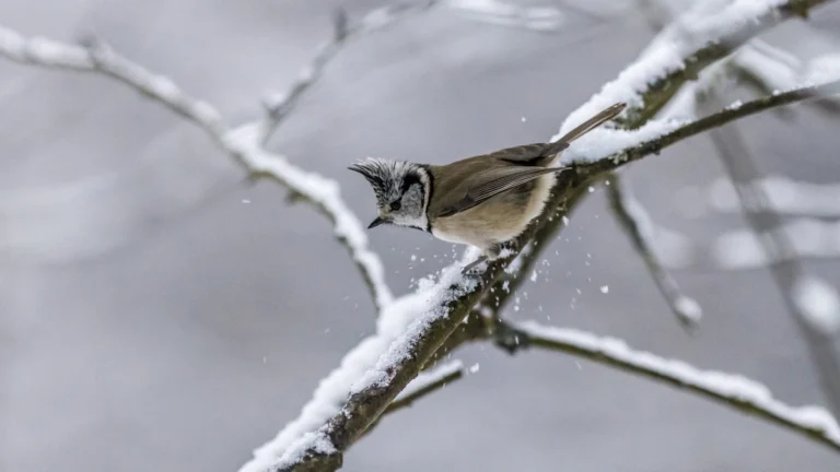 птица зимой