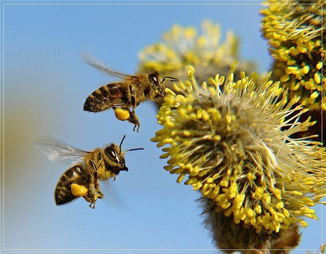 пчелы и пыльца
