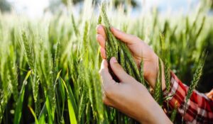 Работа в колхозе