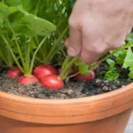 редис в горшке