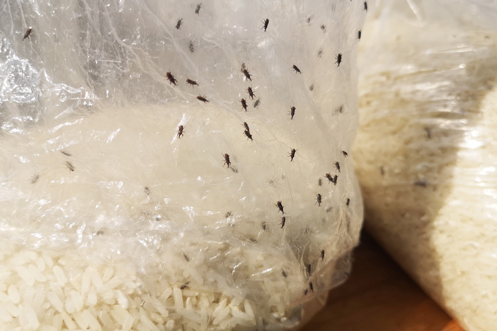 Жучки в крупе и муке: как избавиться от назойливых насекомых