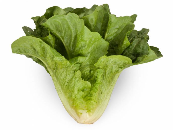 Салат ромэн дает витаминную зелень до морозов
