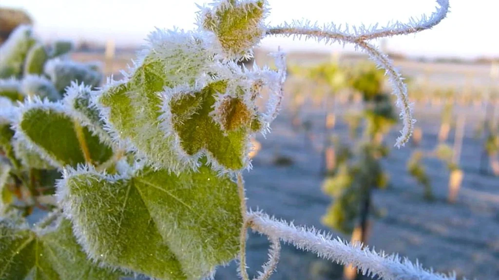 растения в инее