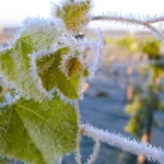 рослини в інеї