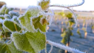 растения в инее