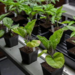 розсада баклажанів