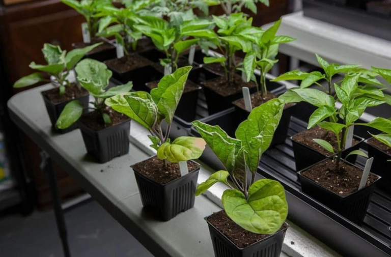 рассада баклажанов