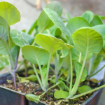 розсада брюссельської капусти