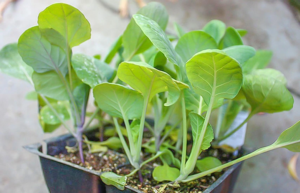 розсада брюссельської капусти